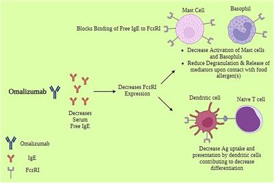 Omalizumab for the reduction of allergic reactions to foods: a narrative review